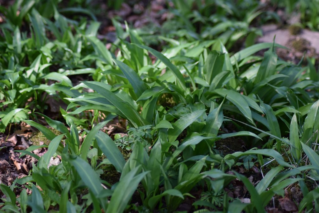 Sunlight dappled across a lush patch of fresh wild garlic leaves (Ramsons) growing on the forest floor in a spring woodland.